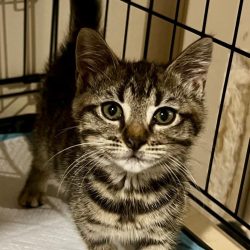 Mulan est une chatonne vive, curieuse et pleine de tendresse. Très joueuse, elle adore courir après les plumeaux et grimper un peu partout. Elle aime aussi les câlins et s’endort volontiers dans les bras une fois la séance de jeu terminée.